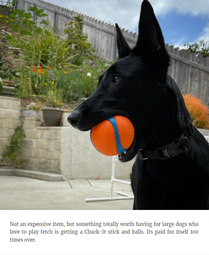 23. Anything for the doggos!