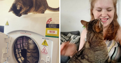 Two Cats Born Without Eyelids Are Living Their Best Lives After Being Rescued and Adopted