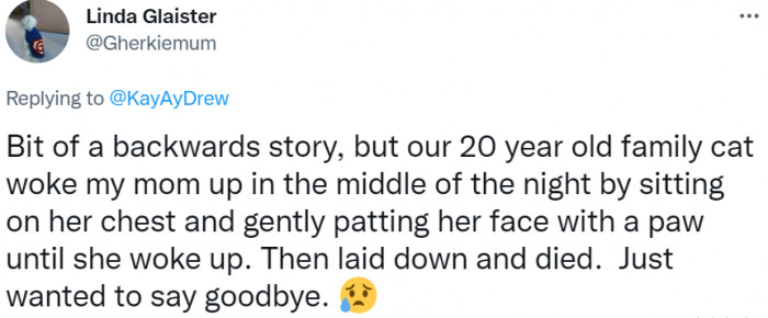 #1 After reading this heart-melting story, many Twitter users wanted to share their similar experiences: “Just wanted to say goodbye.”