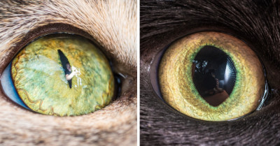 Exquisitely Photographed Macro Shots Of Cat Eyes