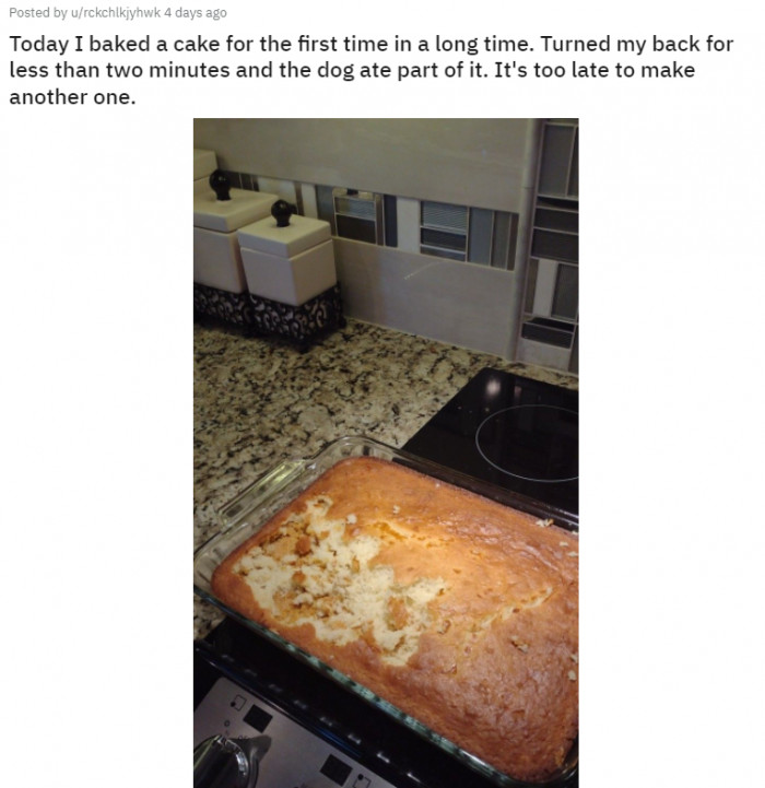 20. When you have a dog, never leave food unattended.