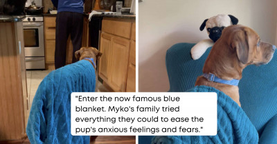 Family Adopted A Dog And Gave Him A Blanket, Now He Doesn't Go Anywhere Without It