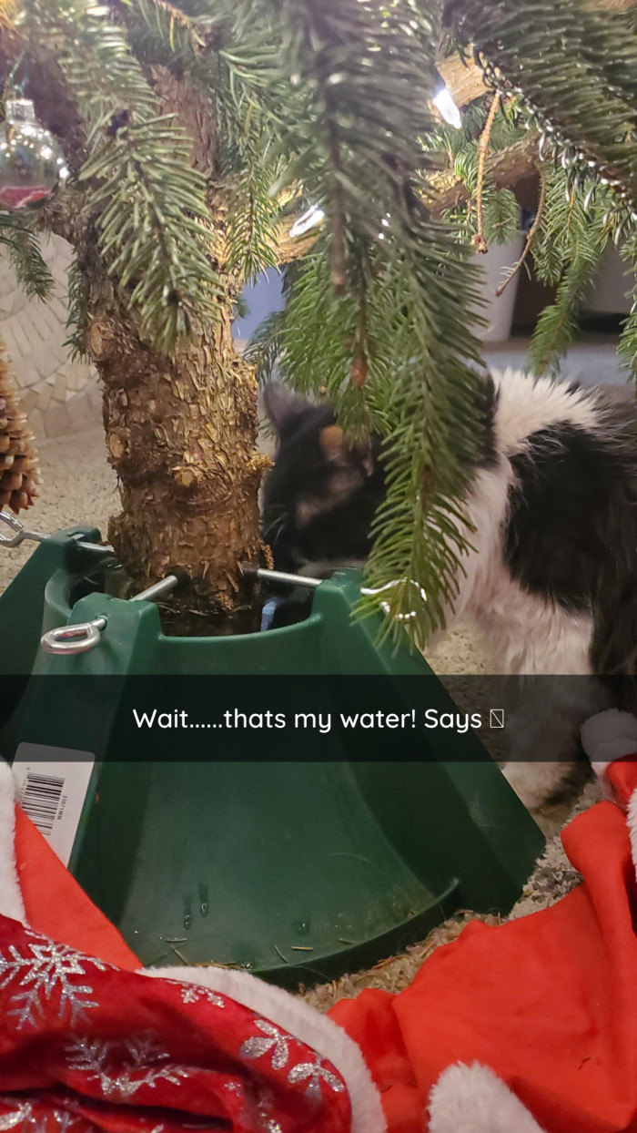 6. A battle over water where the cat is winning.