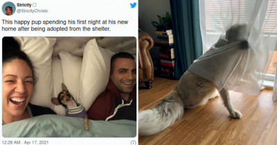 25 Dogs Lately Doing Their Heckin' Best To Bring Us Joy