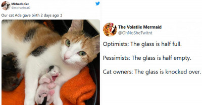 Some Dog And Cat Tweets That Will Brighten Your Whole Day