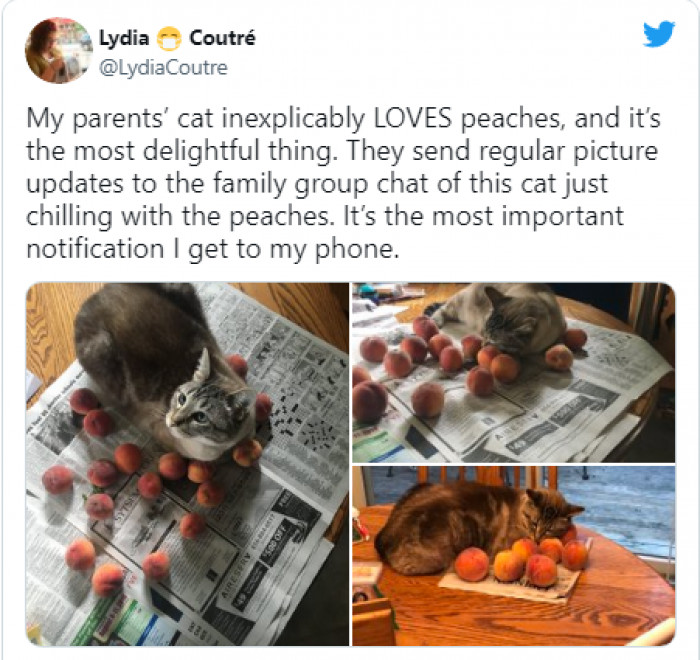 5. Here is a cat who does not only like peaches but loves them.