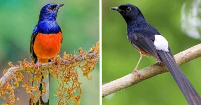 Meet The White Rumped Shama - A Bird With The Most Beautiful Tail