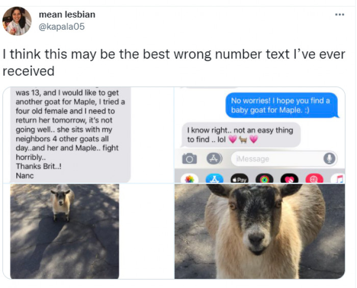 7. Maybe the number was wrong, but Maple is indeed cute.