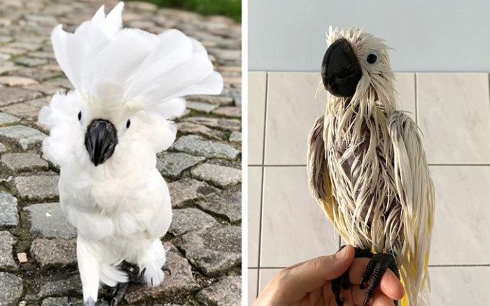 12. Here is Zazoo before and after taking a bath