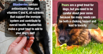 These Healthy "Human" Foods Make The Best Dog Snacks, Too