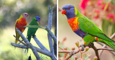 Meet The "Mutant" Rainbow Lorikeet Who Mingles With Her Kind And Is Unquestionably A Rare Type Of Bird