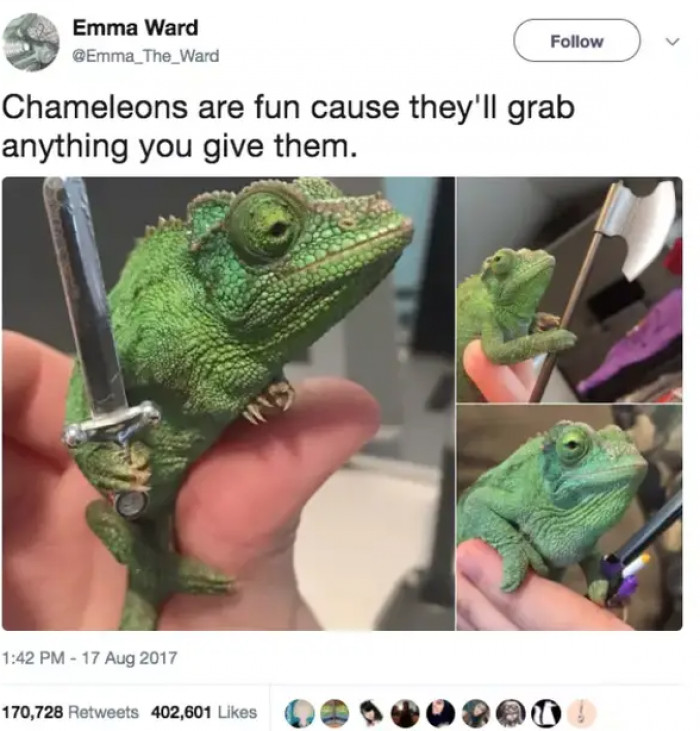 13. All hail the mighty chameleon