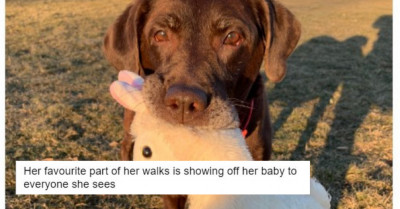 15 Of The Best Dog Posts From This Week