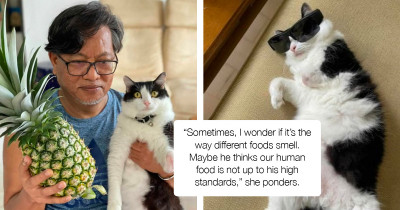 Bubba The Cat Has Three Legs And A Larger-Than-Life Personality