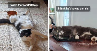 Cats Who Relax in the Most Bizarre and Unusual Positions and Places