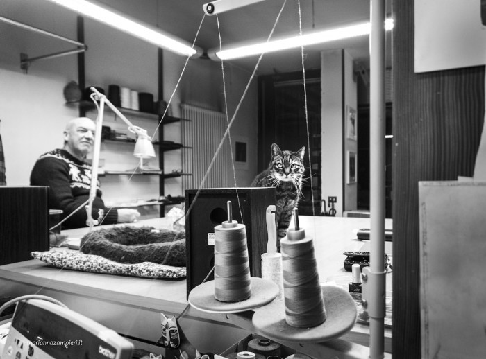 Cat resting beside a person in a workplace, highlighting companionship beyond home