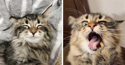 34 Photos Showing A Cat’s Meme-Worthy Facial Expressions