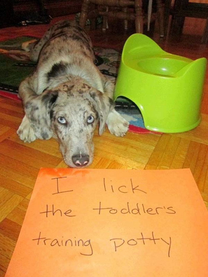A dog wearing a diaper, captioned as a naughty potato bandit.