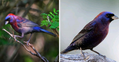 A Wonderful Combination Of Crimson And Lavender Makes Varied Bunting Shine Like A Jewel