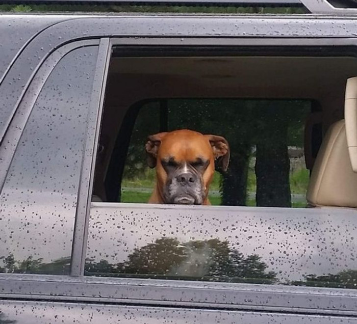 7. Someone is so angry that he had to leave the dog park early