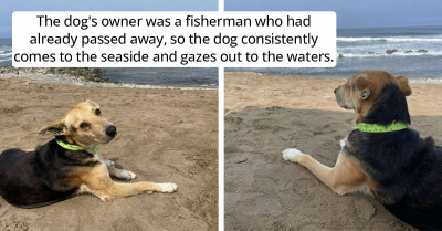 Woman Meets A Dog Who Is Always Staring Out At Sea, And His Heartbreaking Story Will Melt Your Heart