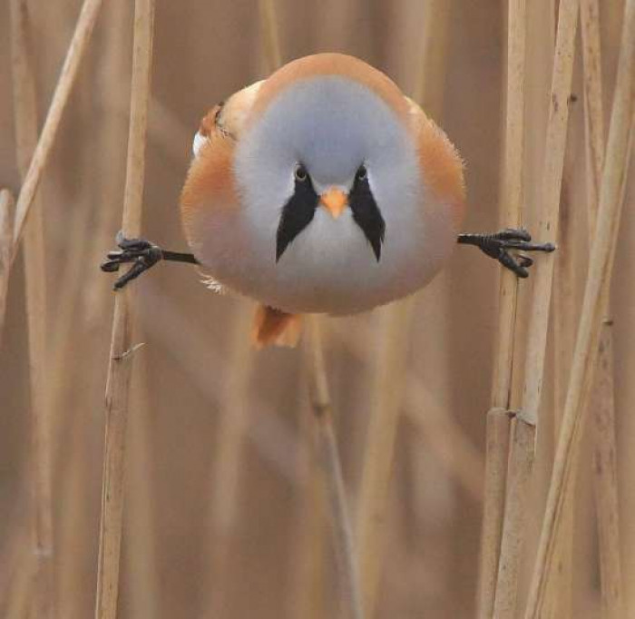 The sad thing about these floofiest puff balls is they only live shortly