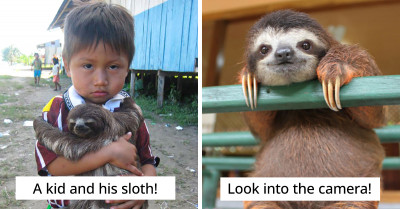 41 Super Cute Sloth Pics That You Absolutely Must See