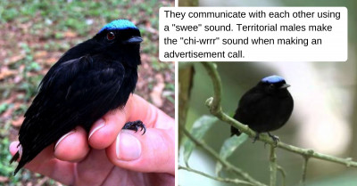 The Blue Crown Manakin - A Bird Who'll Definitely Catch Your Attention