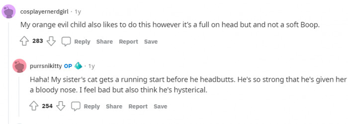 Cats don't really know the difference between a boop and a headbutt.