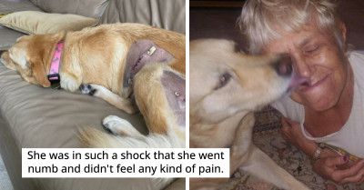 Inspiring Story Of A 74-Year-Old Woman Who Crossed All Limits To Save Her Pet Dog