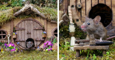 30 Pictures Showing A Beautiful World Built By A Wildlife Photographer For Little Mice To Live And Thrive In
