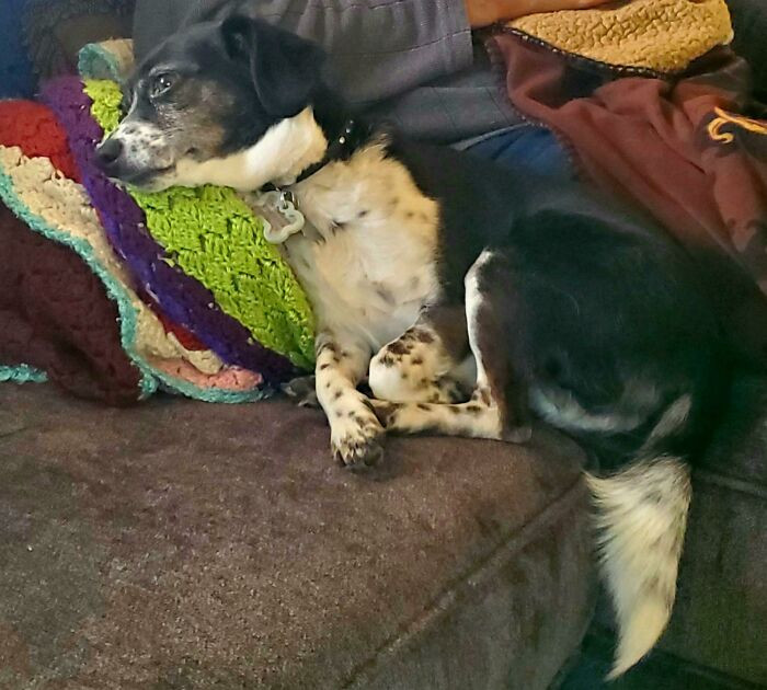 38. My dog looks so dejected as if he's missing his love