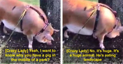 Local Karen Flips Over Woman's Emotional Support Pig While She Was Taking It On A Walk