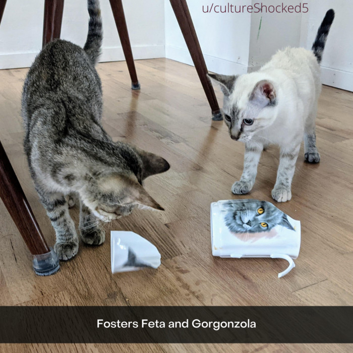 16. Mischief is not limited to cats you personally own; foster cats can cause chaos, too!