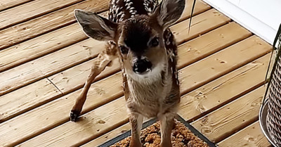 Day-Old Baby Deer Charms Man by Appearing on His Porch Randomly