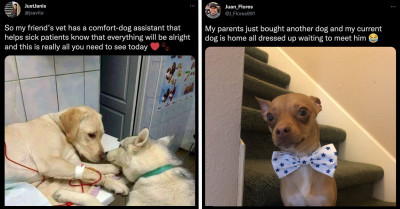 The Goodest Dogs Of The Internet That Will Erase All Your Doubts That There Are Angels On This Earth