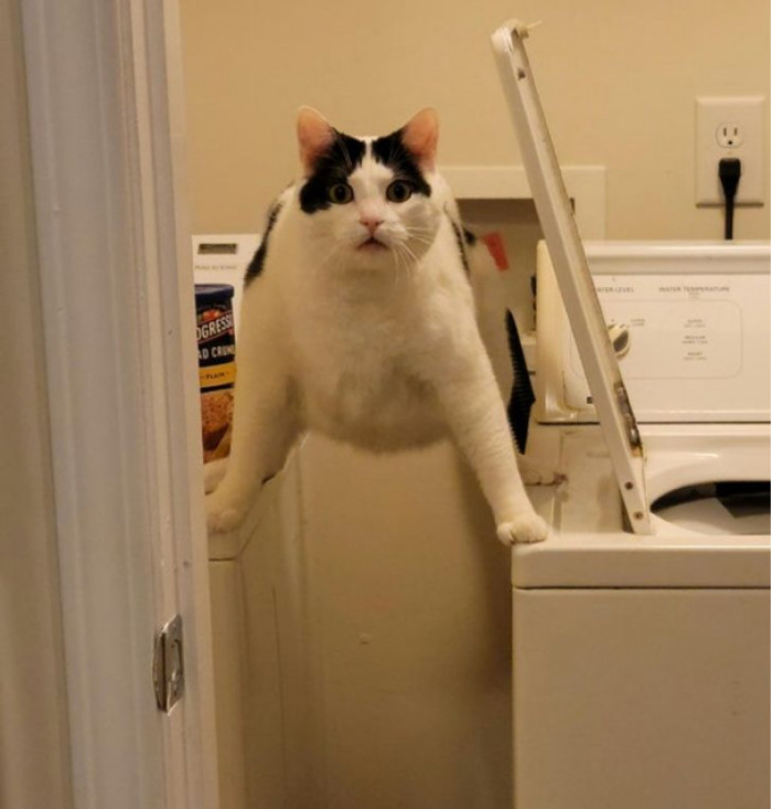 6. “Mr. Zoolander wanted to do some washing machine spelunking when he got bamboozled by the lid.”
