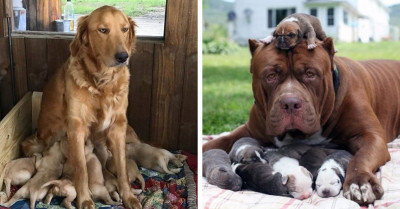 30+ Dog Parents Who Badly Need A Break From Their Precious Puppies