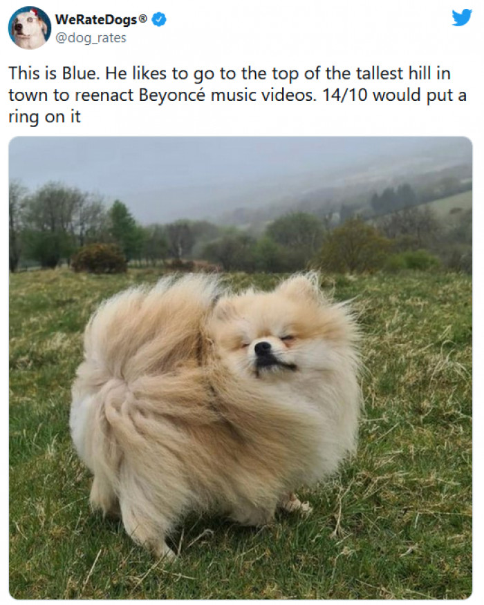 26. This insanely photogenic dog would make an excellent influencer