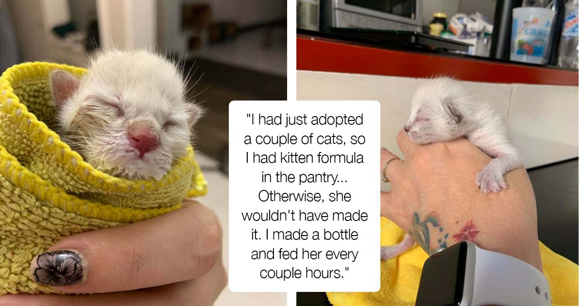 This Sweet Kitten Named Rockette Was Abandoned With Her Umbilical Cord