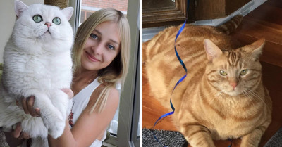 35 Insanely Huge Cats Who Have No Clue That They Are Absolute Units