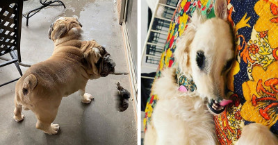 40 Hilarious Panorama Animal Fails That'll Make You LOL