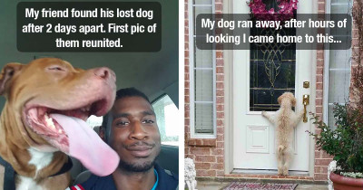 Missing Dogs Returning To Their Homes Provide The Most Heartwarming Photos