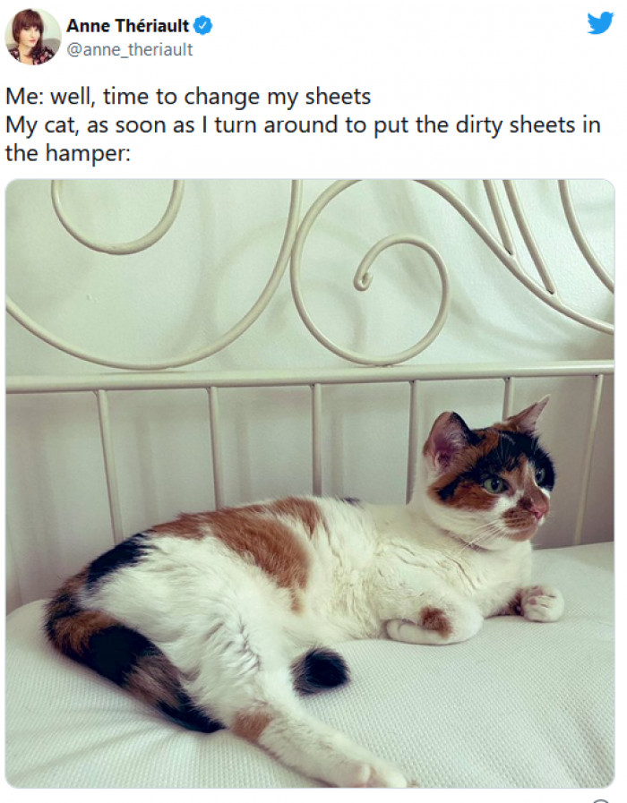 23. Cats like clean sheets as much as we do, and they don't care that we know it!