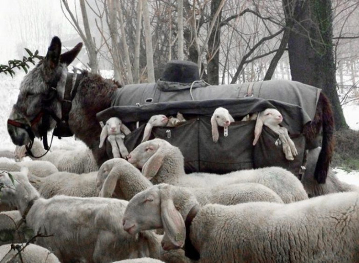 9. Somewhere in Italy, kids born in the mountains are carried on a donkey with special bags down to the sweet grass