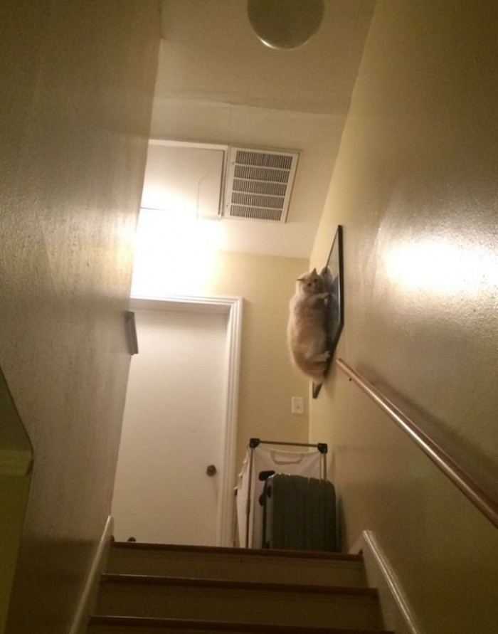 18. Is that a dog you've brought home, human? You can't be serious.