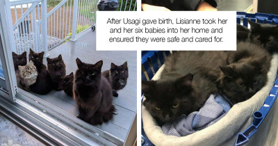 Stray Cat Brought All Her Adorable Babies To A Woman She Knew Would Help Them