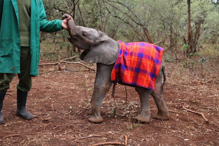 The bond between caretaker and baby elephant is a strong one