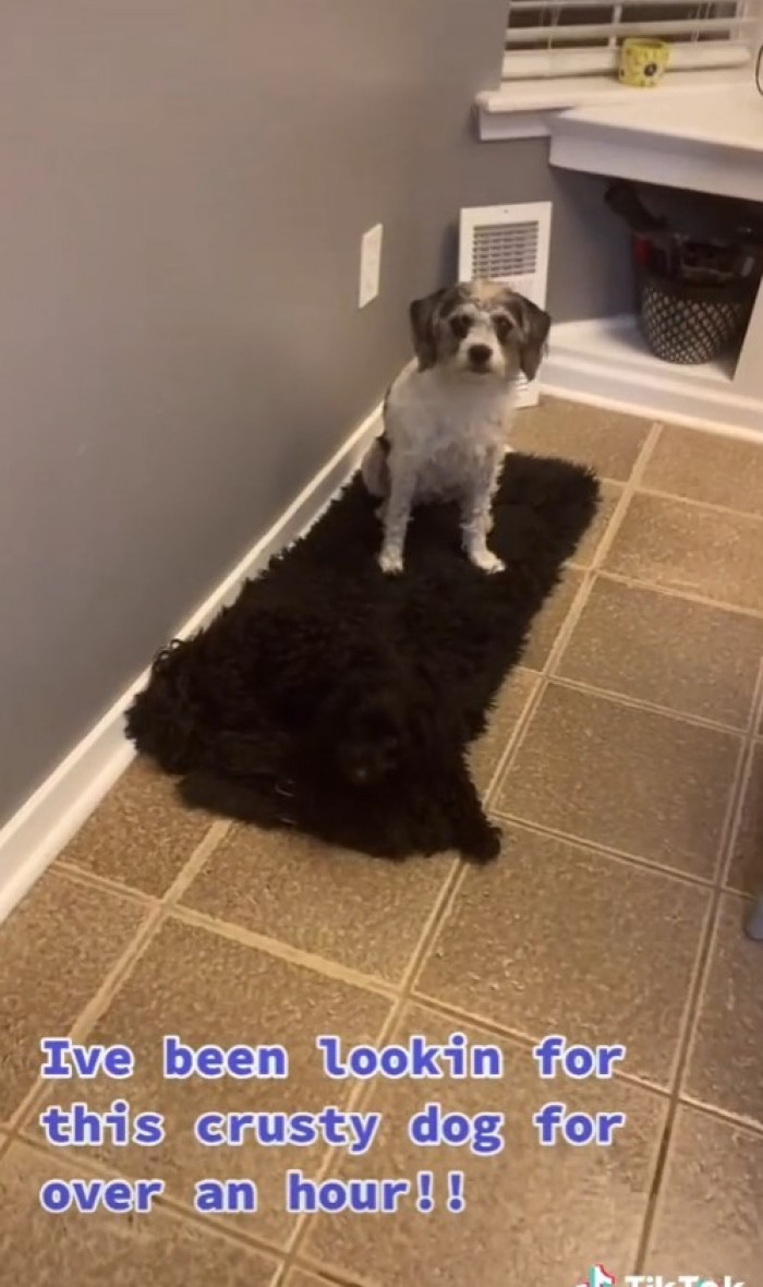 She is a master of disguise