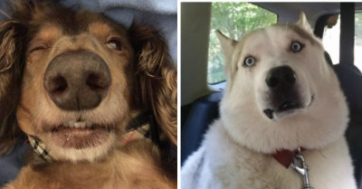 14 Hysterically Adorable Pics Of Dogs After Sedation